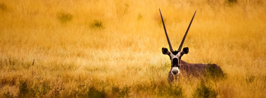 Antelope In The Savanna Wallpaper for Social Media Facebook Cover