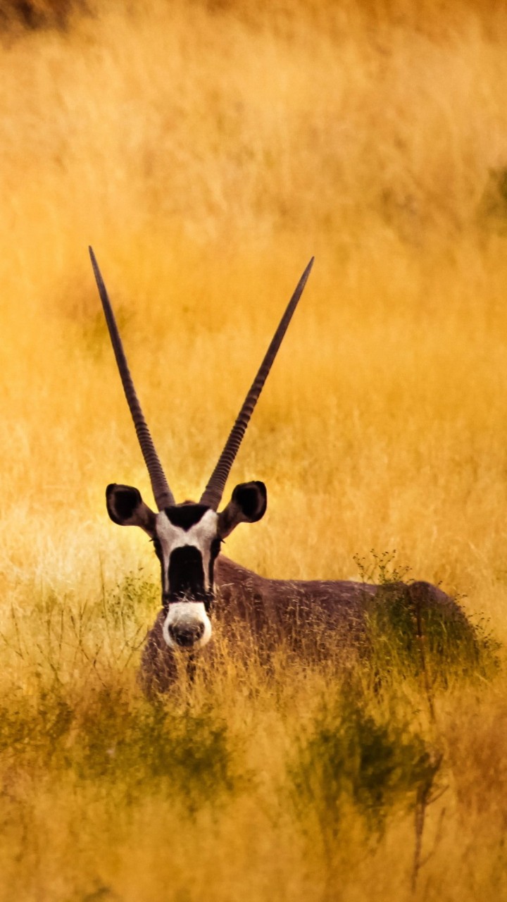 Antelope In The Savanna Wallpaper for SAMSUNG Galaxy S5 Mini