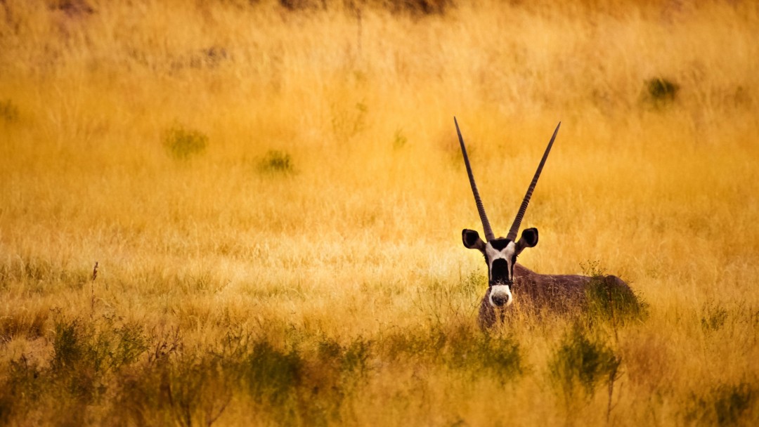 Antelope In The Savanna Wallpaper for Social Media Google Plus Cover