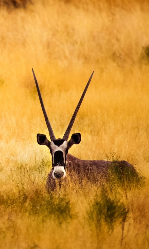 Antelope In The Savanna Wallpaper for HTC Desire HD