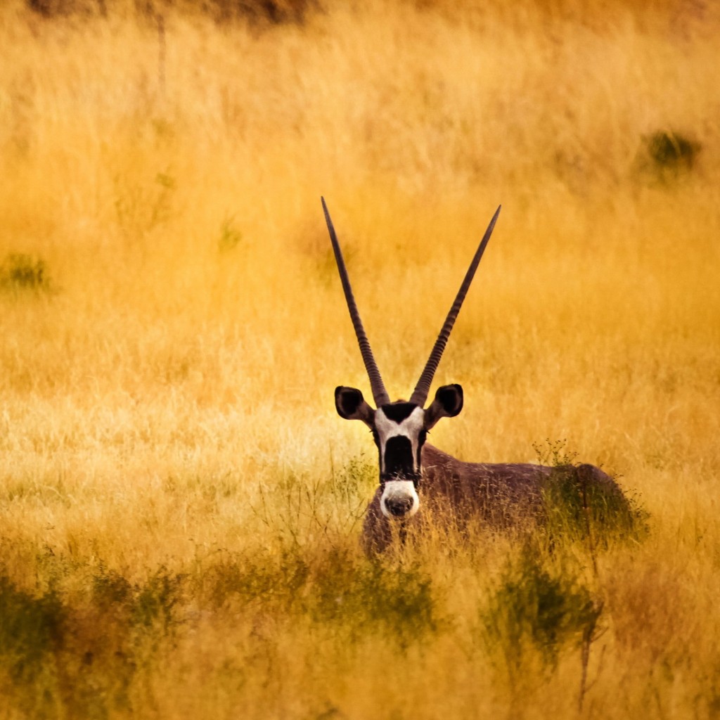 Antelope In The Savanna Wallpaper for Apple iPad 2