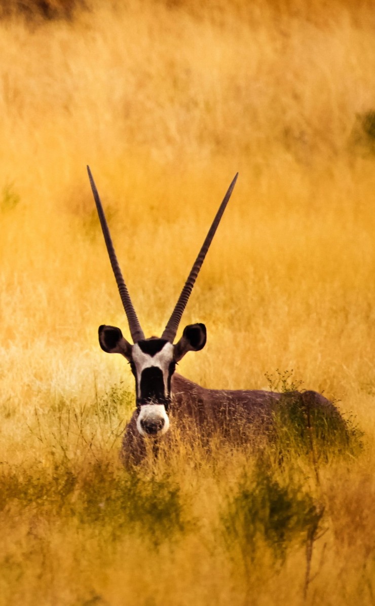 Antelope In The Savanna Wallpaper for Apple iPhone 4 / 4s