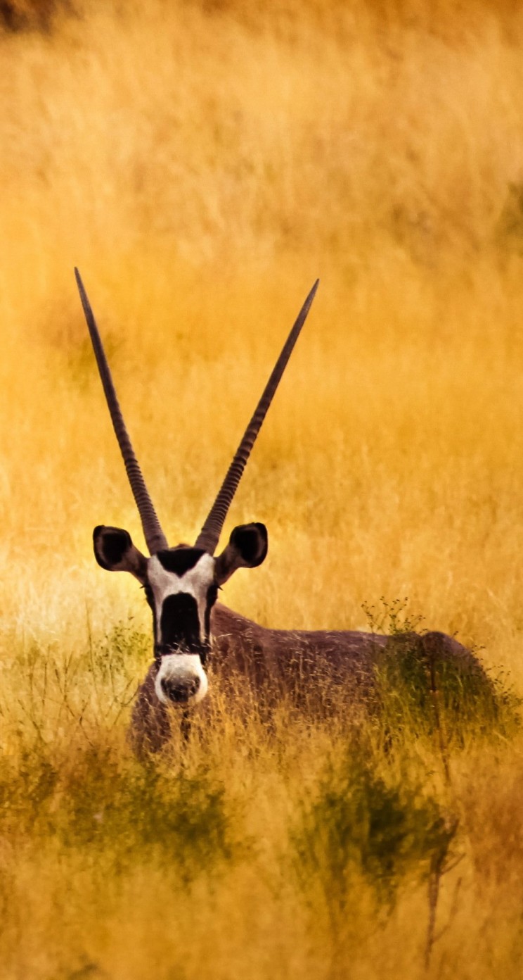 Antelope In The Savanna Wallpaper for Apple iPhone 5 / 5s