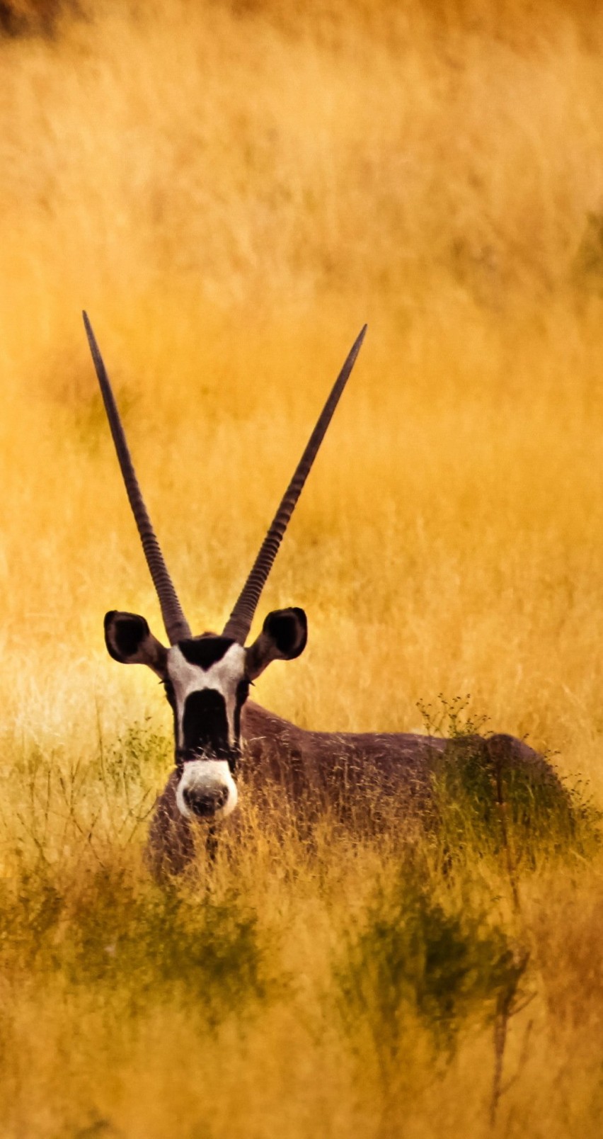 Antelope In The Savanna Wallpaper for Apple iPhone 6 / 6s
