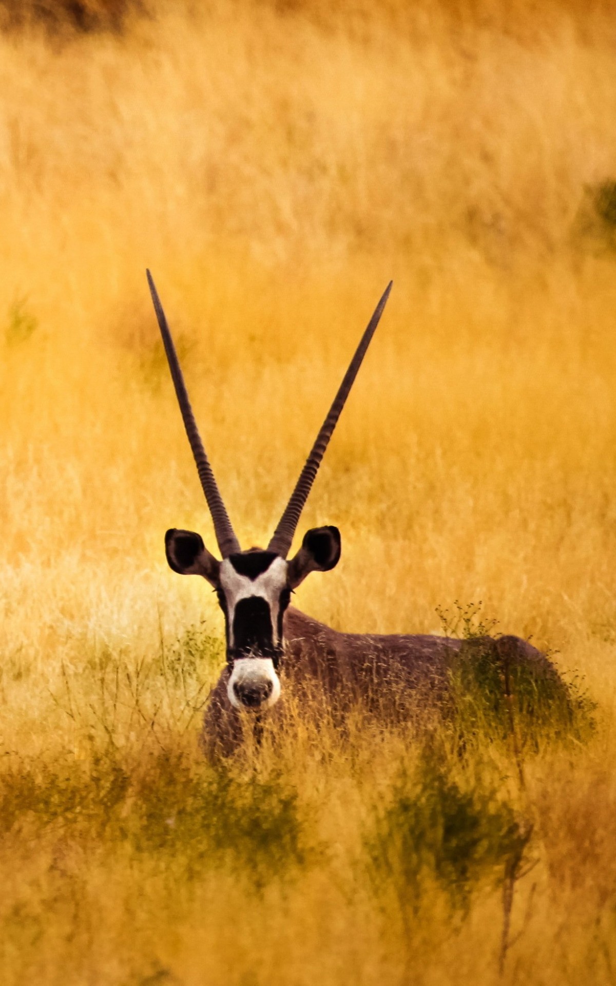 Antelope In The Savanna Wallpaper for Amazon Kindle Fire HDX