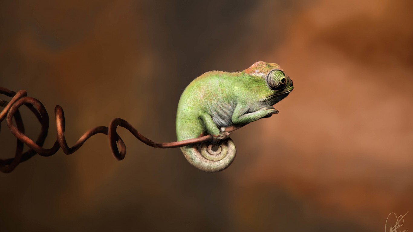 Baby Chameleon Perching On a Twisted Branch Wallpaper for Desktop 1366x768