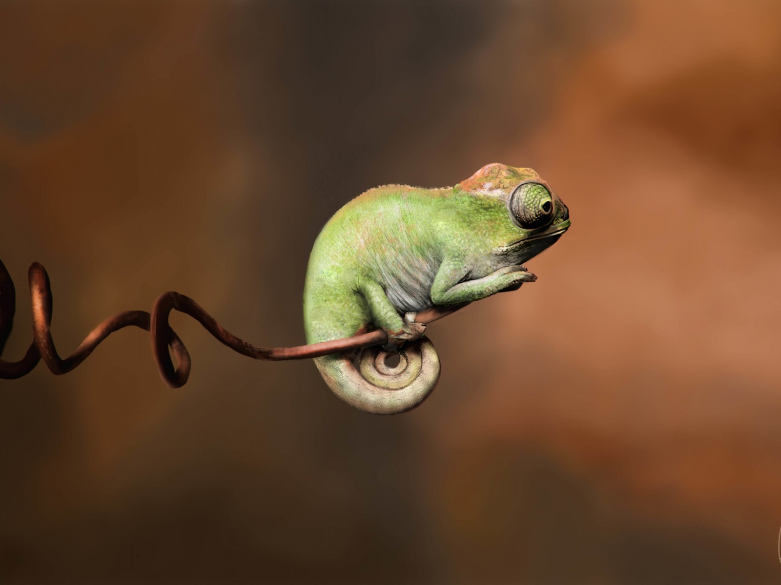 Baby Chameleon Perching On a Twisted Branch Wallpaper for Desktop 1600x1200