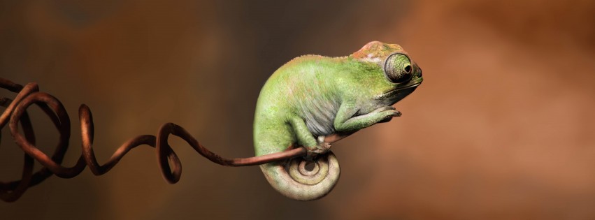Baby Chameleon Perching On a Twisted Branch Wallpaper for Social Media Facebook Cover