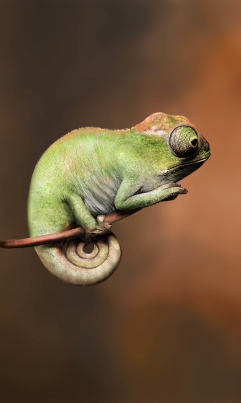 Baby Chameleon Perching On a Twisted Branch Wallpaper for HTC Desire HD