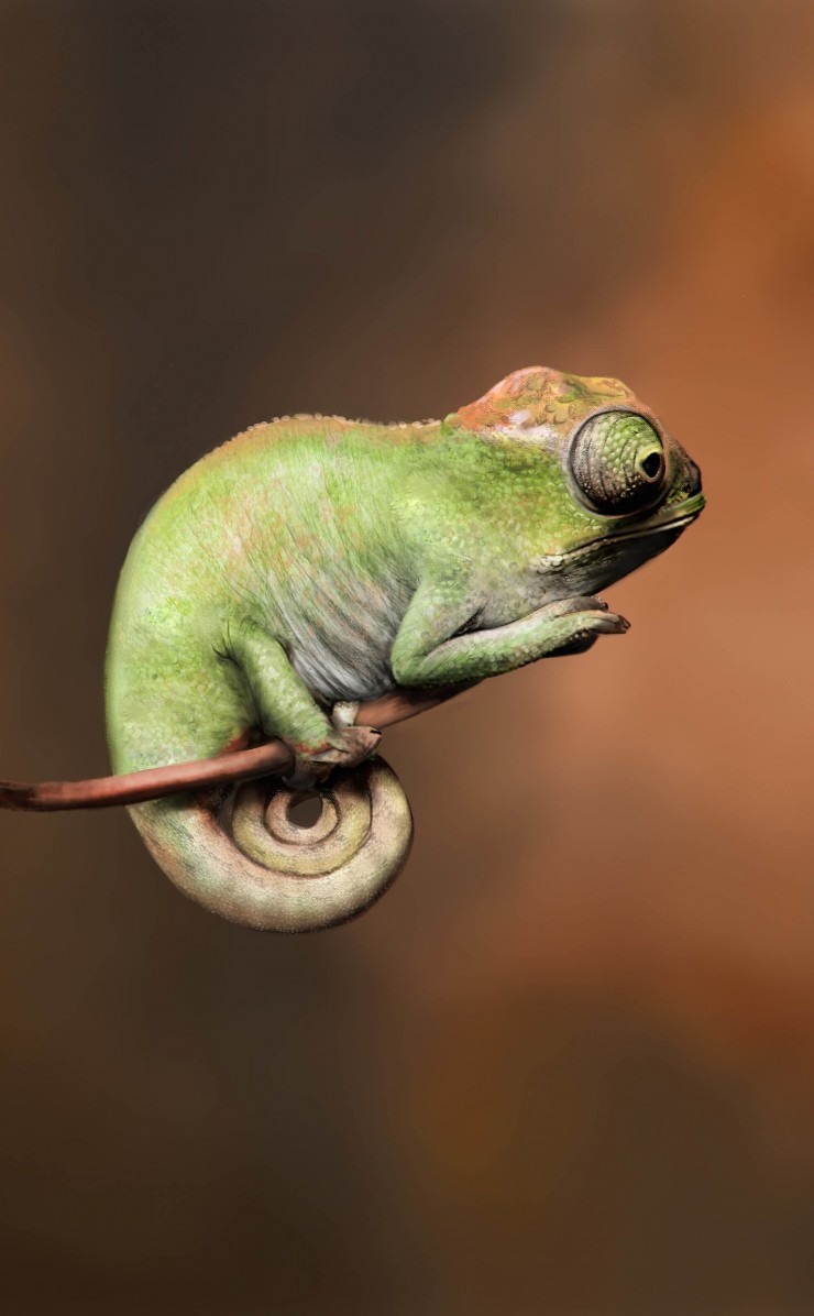 Baby Chameleon Perching On a Twisted Branch Wallpaper for Apple iPhone 4 / 4s