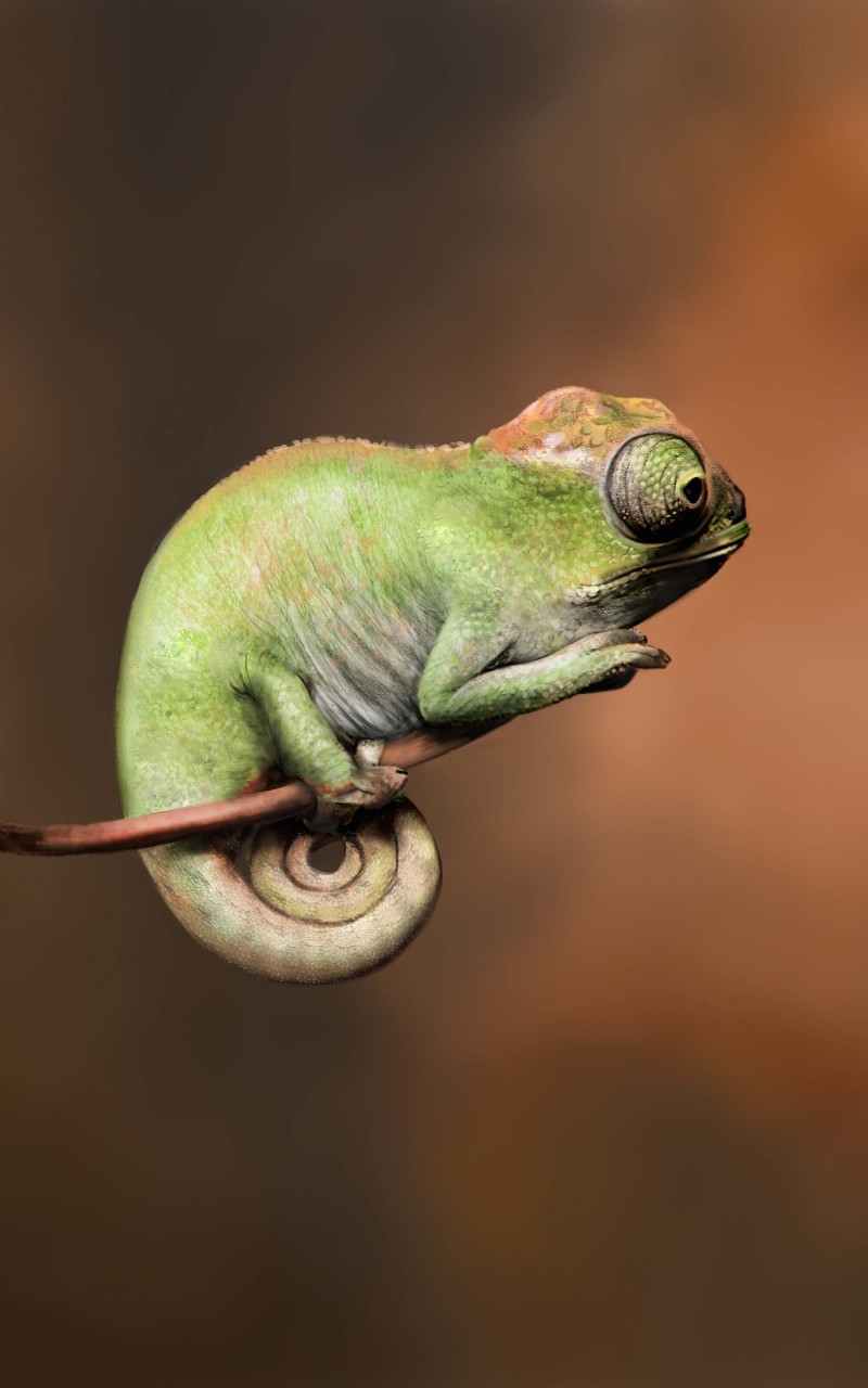 Baby Chameleon Perching On a Twisted Branch Wallpaper for Amazon Kindle Fire HD