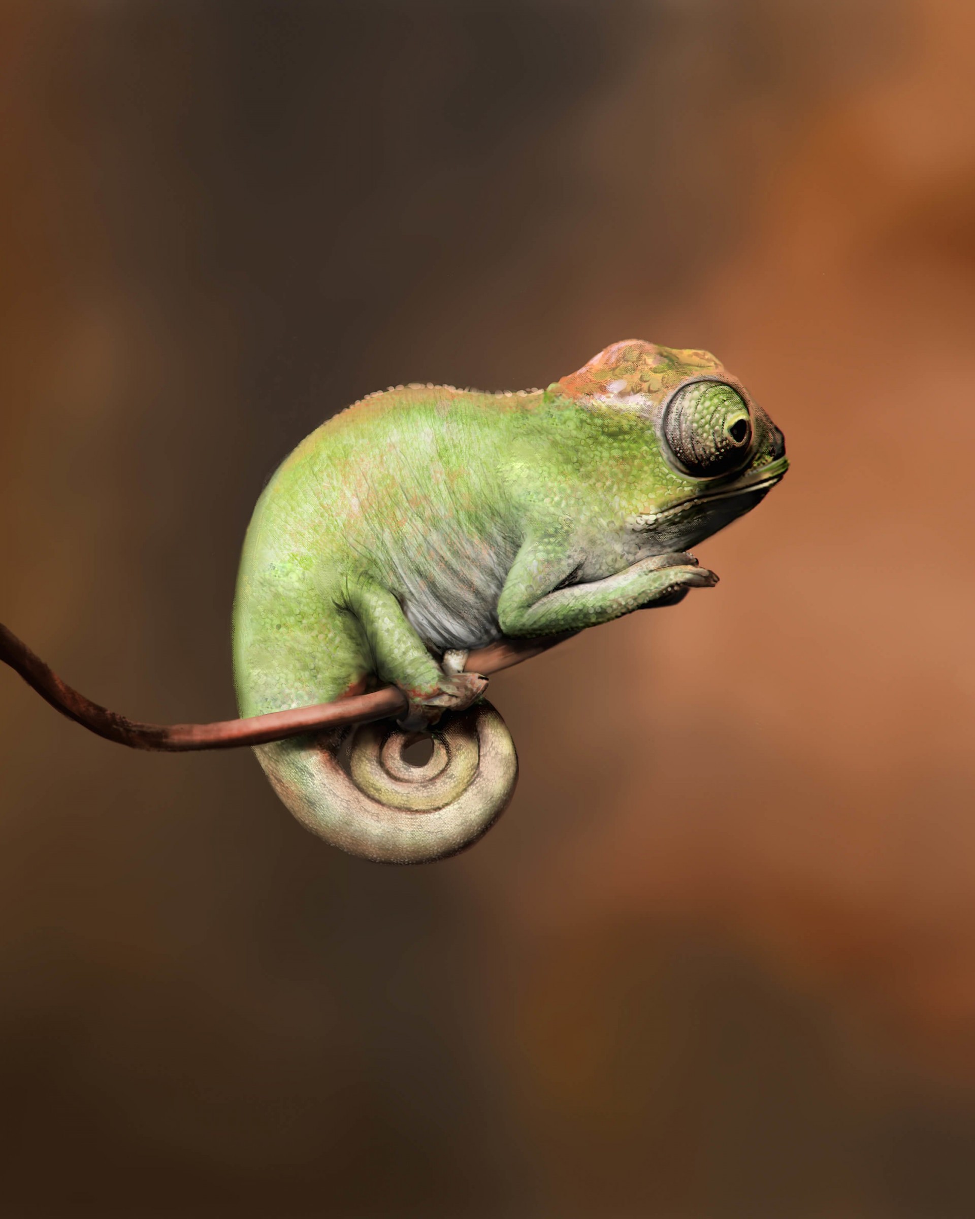 Baby Chameleon Perching On a Twisted Branch Wallpaper for Google Nexus 7