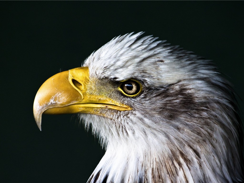 Bald Eagle Beak Wallpaper for Desktop 1024x768