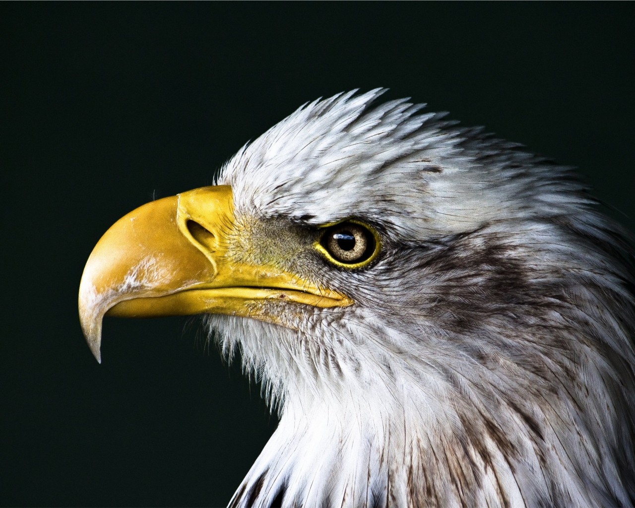 Bald Eagle Beak Wallpaper for Desktop 1280x1024
