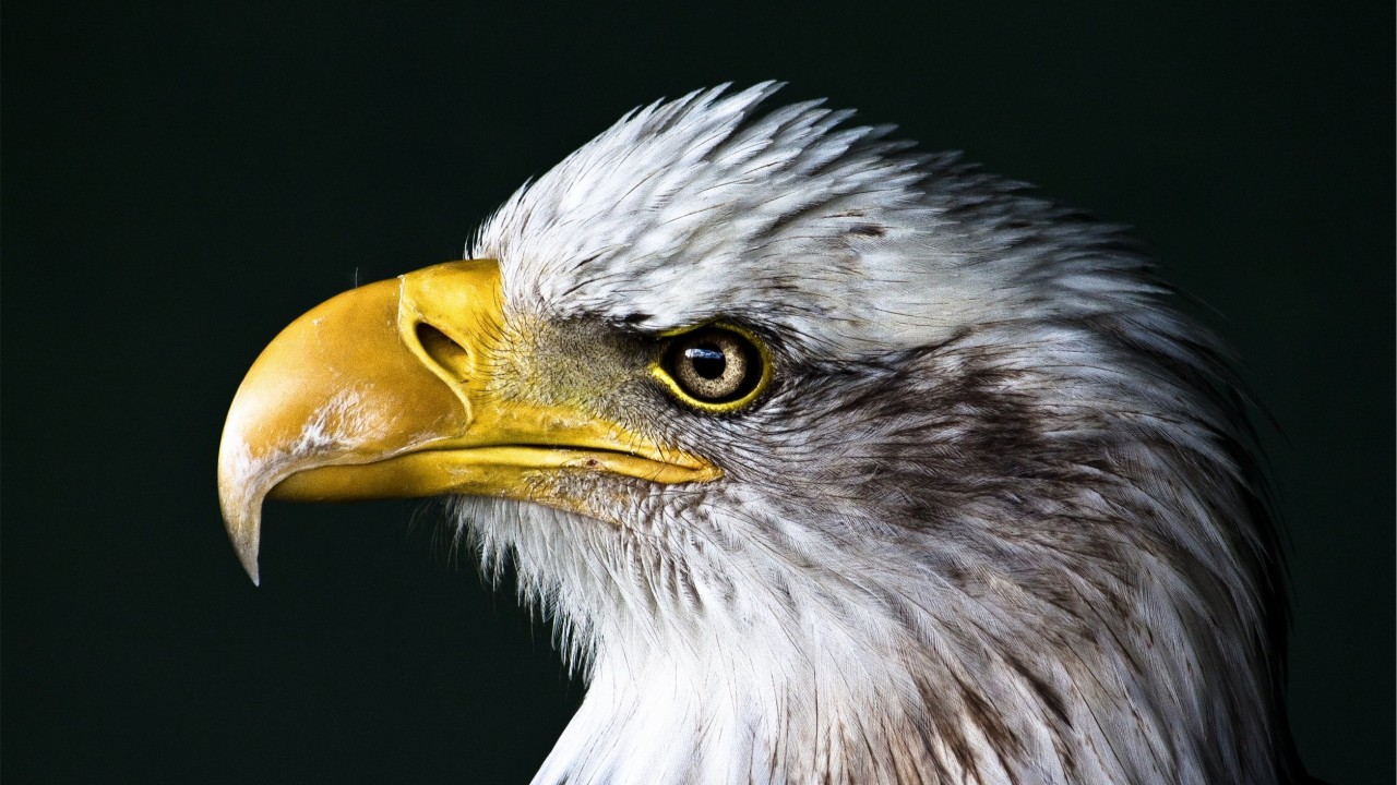 Bald Eagle Beak Wallpaper for Desktop 1280x720