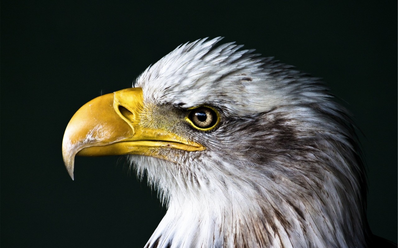 Bald Eagle Beak Wallpaper for Desktop 1280x800
