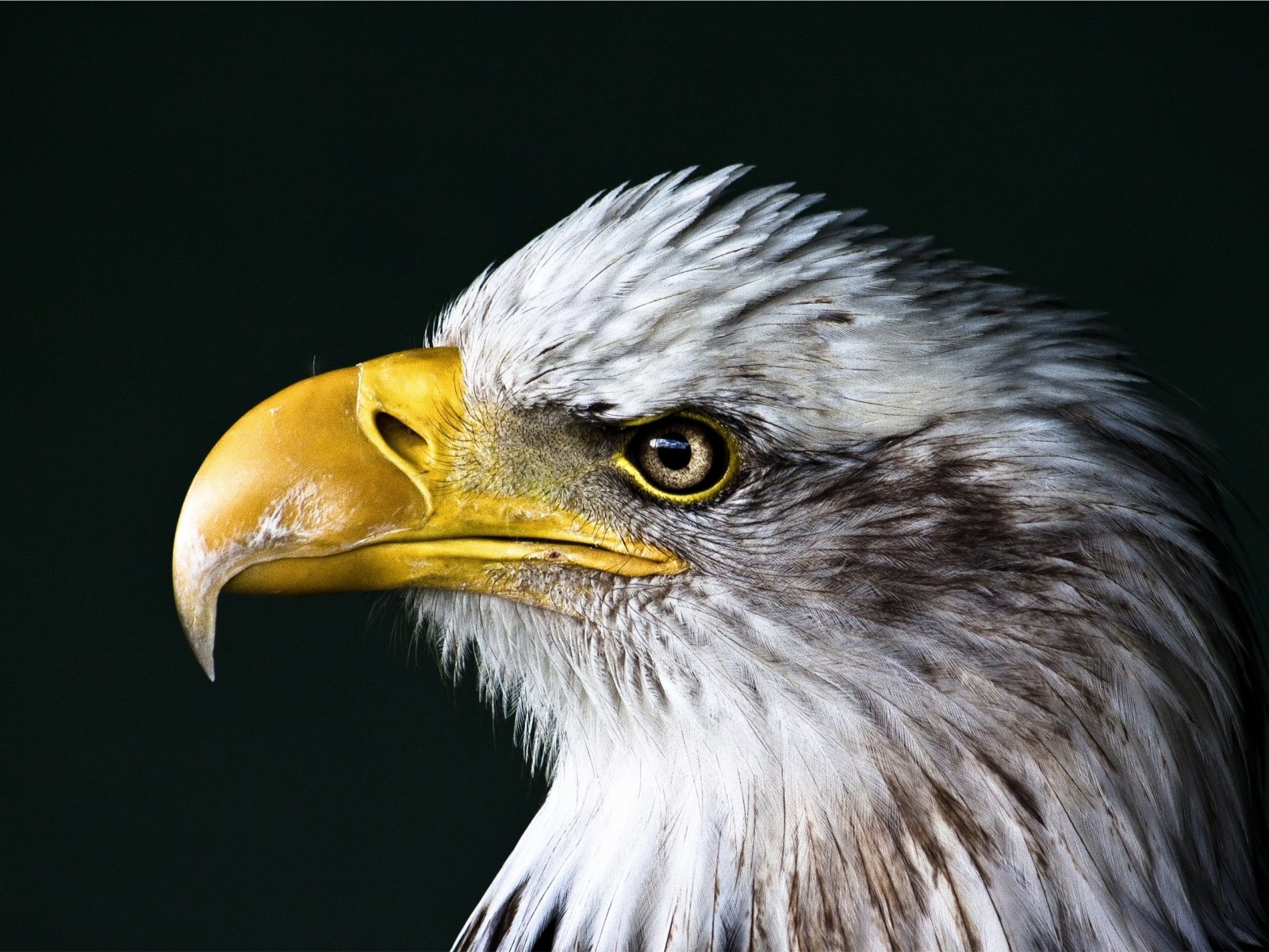 Bald Eagle Beak Wallpaper for Desktop 1600x1200