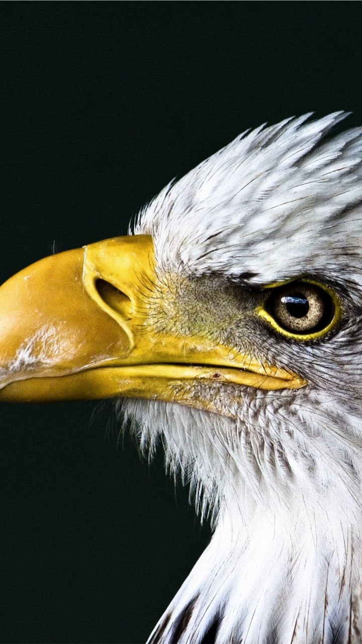 Bald Eagle Beak Wallpaper for Google Galaxy Nexus