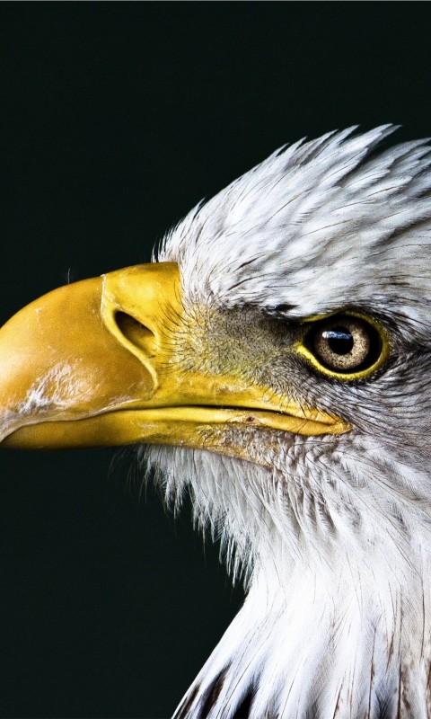 Bald Eagle Beak Wallpaper for SAMSUNG Galaxy S3 Mini