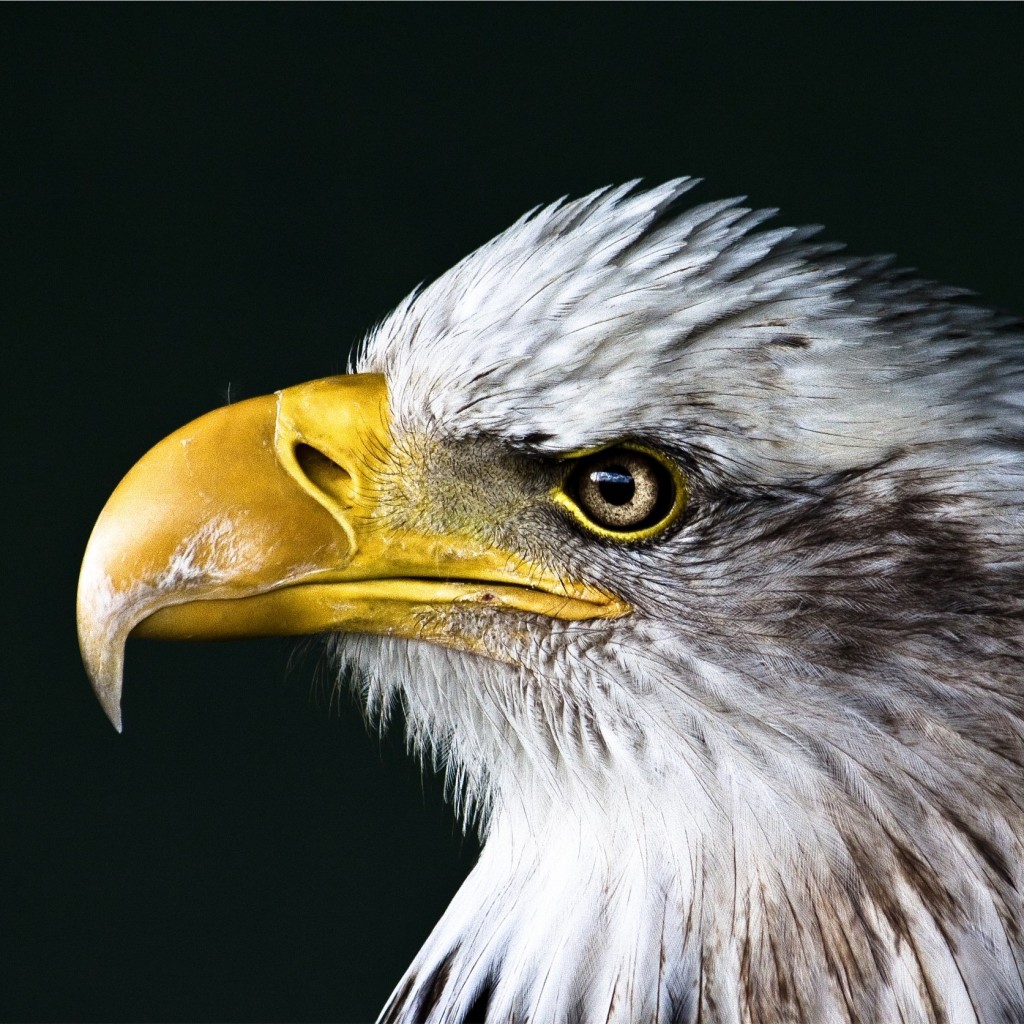 Bald Eagle Beak Wallpaper for Apple iPad 2