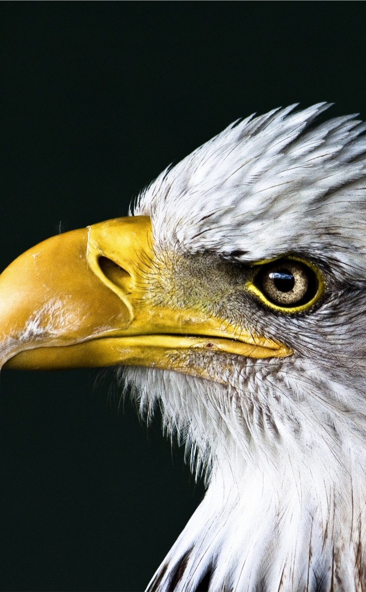 Bald Eagle Beak Wallpaper for Apple iPhone 4 / 4s