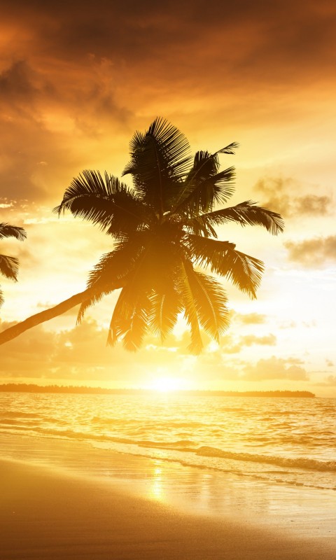 Beach With Palm Trees At Sunset Wallpaper for HTC Desire HD