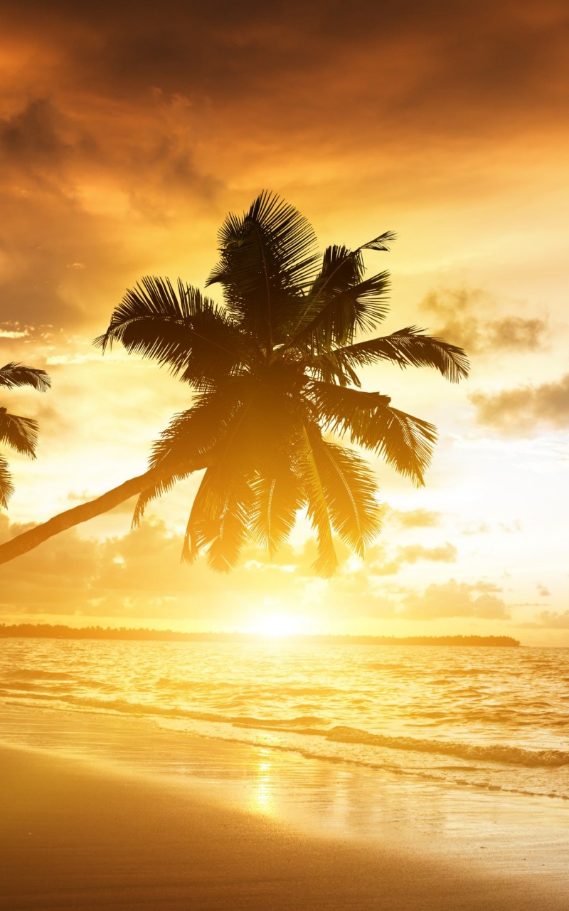 Beach With Palm Trees At Sunset Wallpaper for Amazon Kindle Fire HD