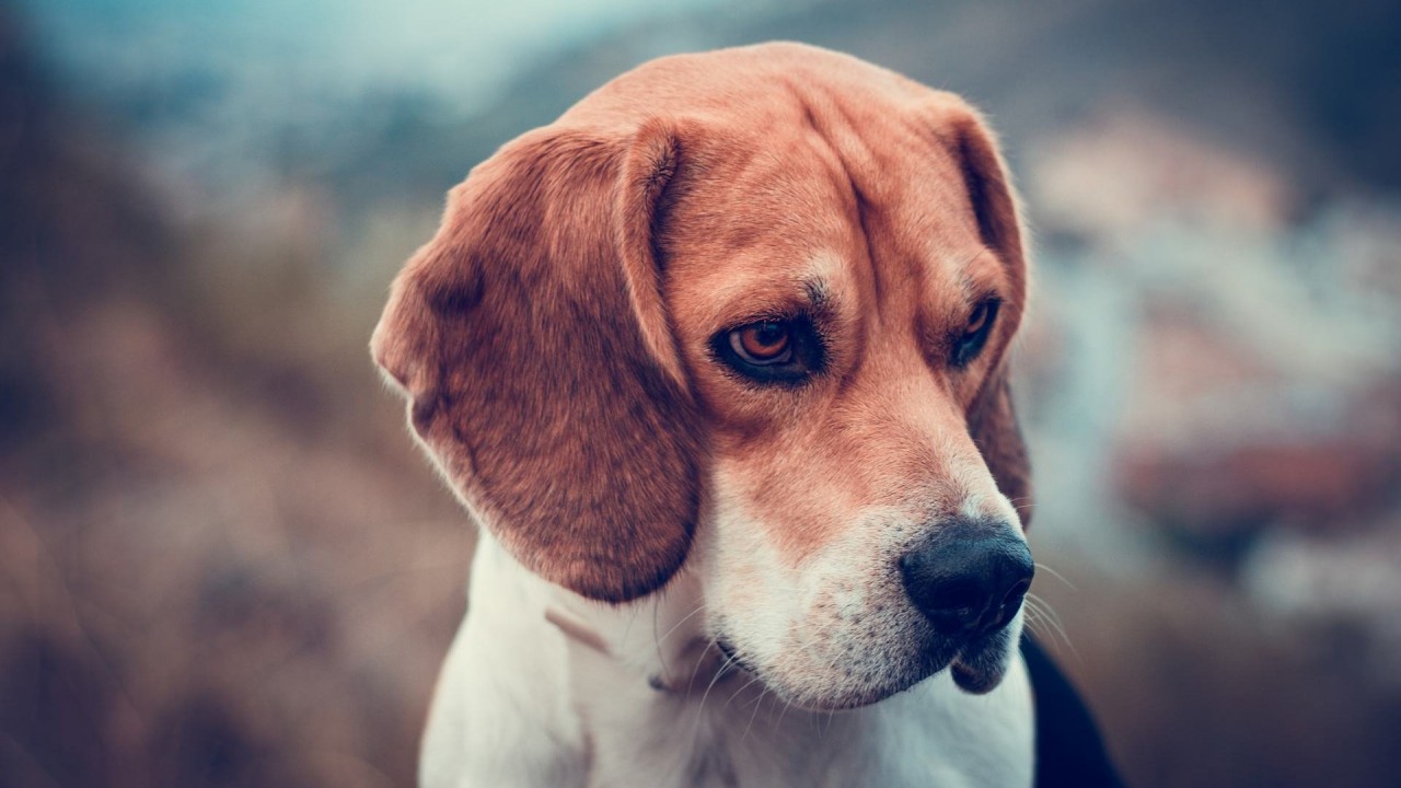 Beagle Dog Wallpaper for Desktop 1280x720