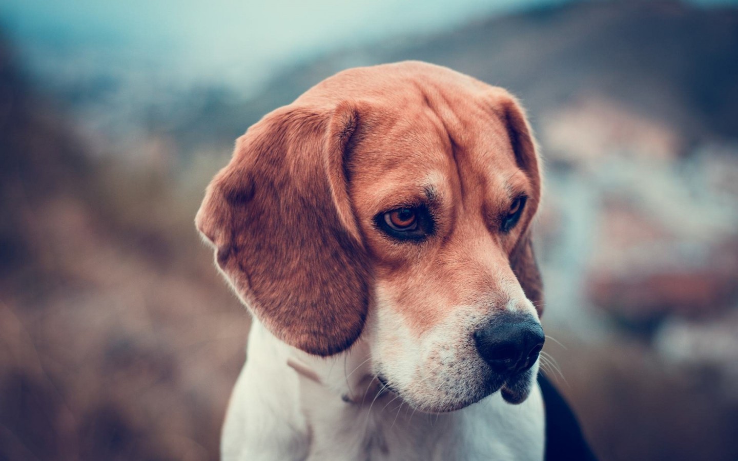 Beagle Dog Wallpaper for Desktop 1440x900