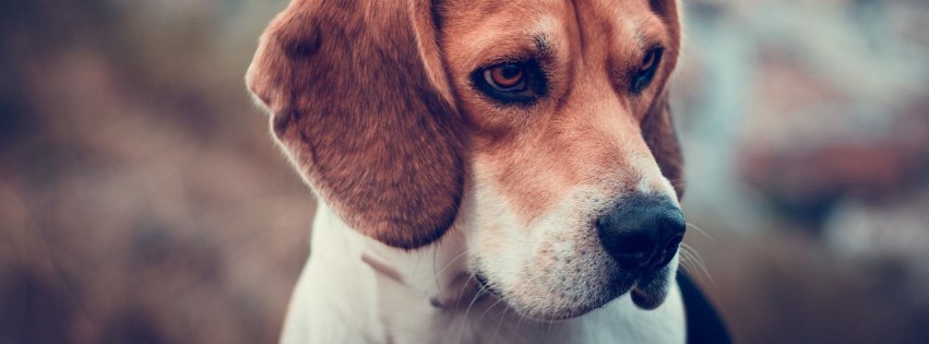 Beagle Dog Wallpaper for Social Media Facebook Cover