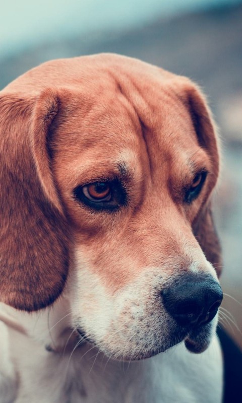 Beagle Dog Wallpaper for SAMSUNG Galaxy S3 Mini