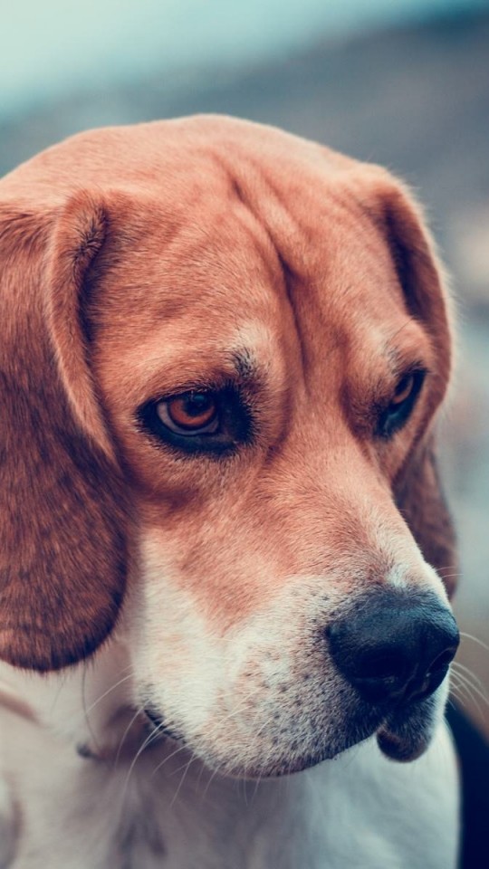 Beagle Dog Wallpaper for SAMSUNG Galaxy S4 Mini