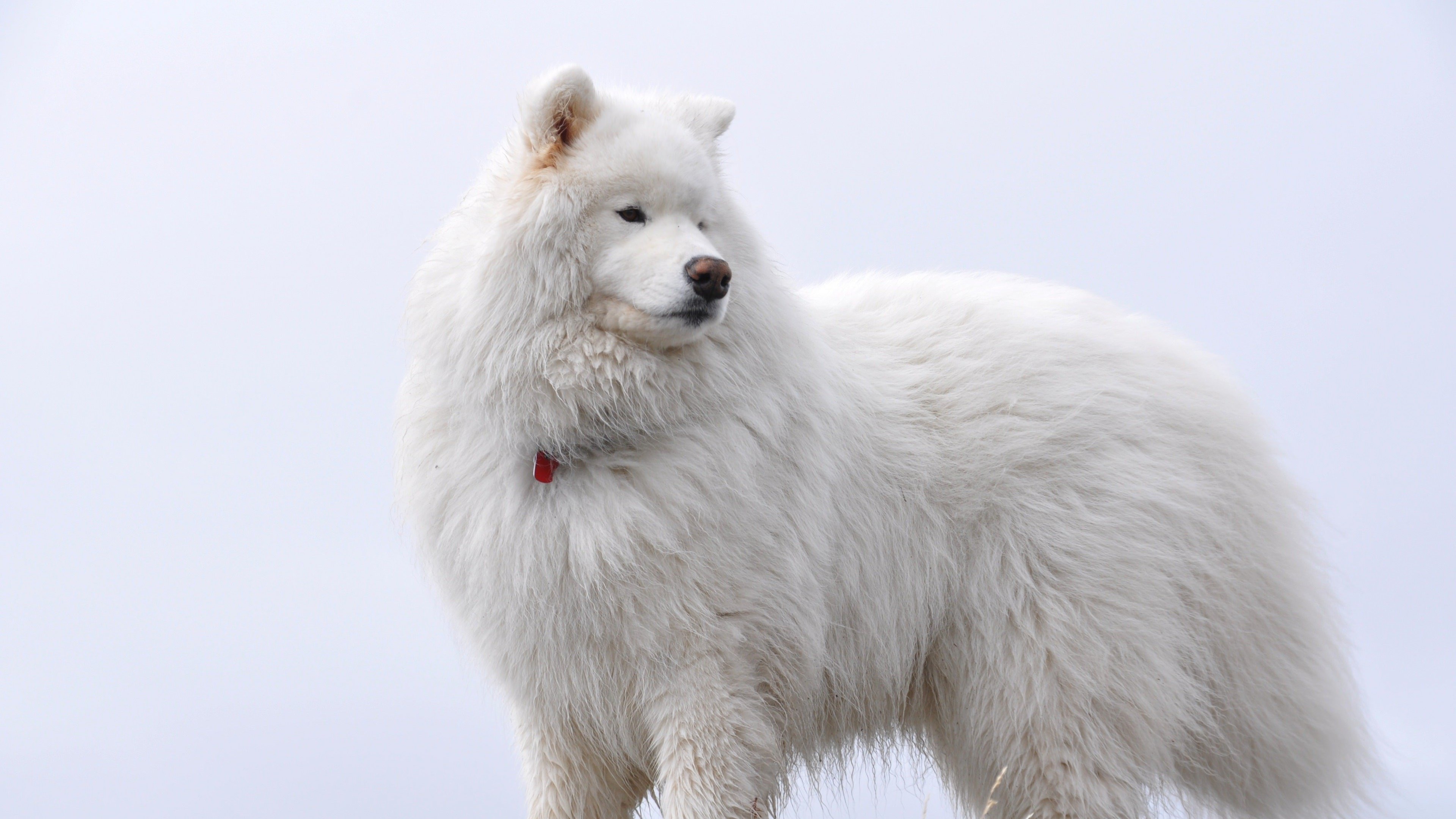 Big White Fluffy Samoyed Wallpaper for Desktop 4K 3840x2160