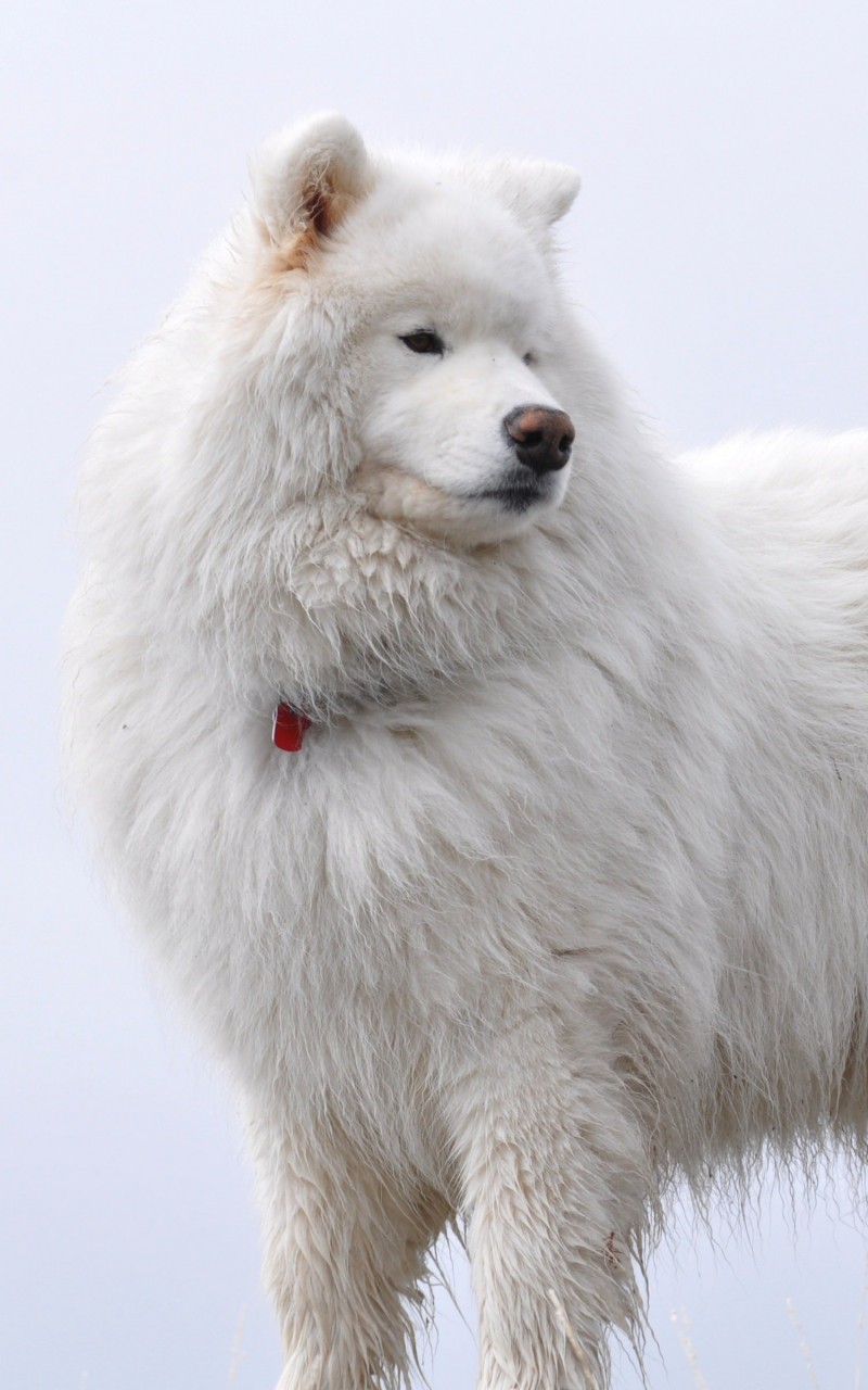 Big White Fluffy Samoyed Wallpaper for Amazon Kindle Fire HD