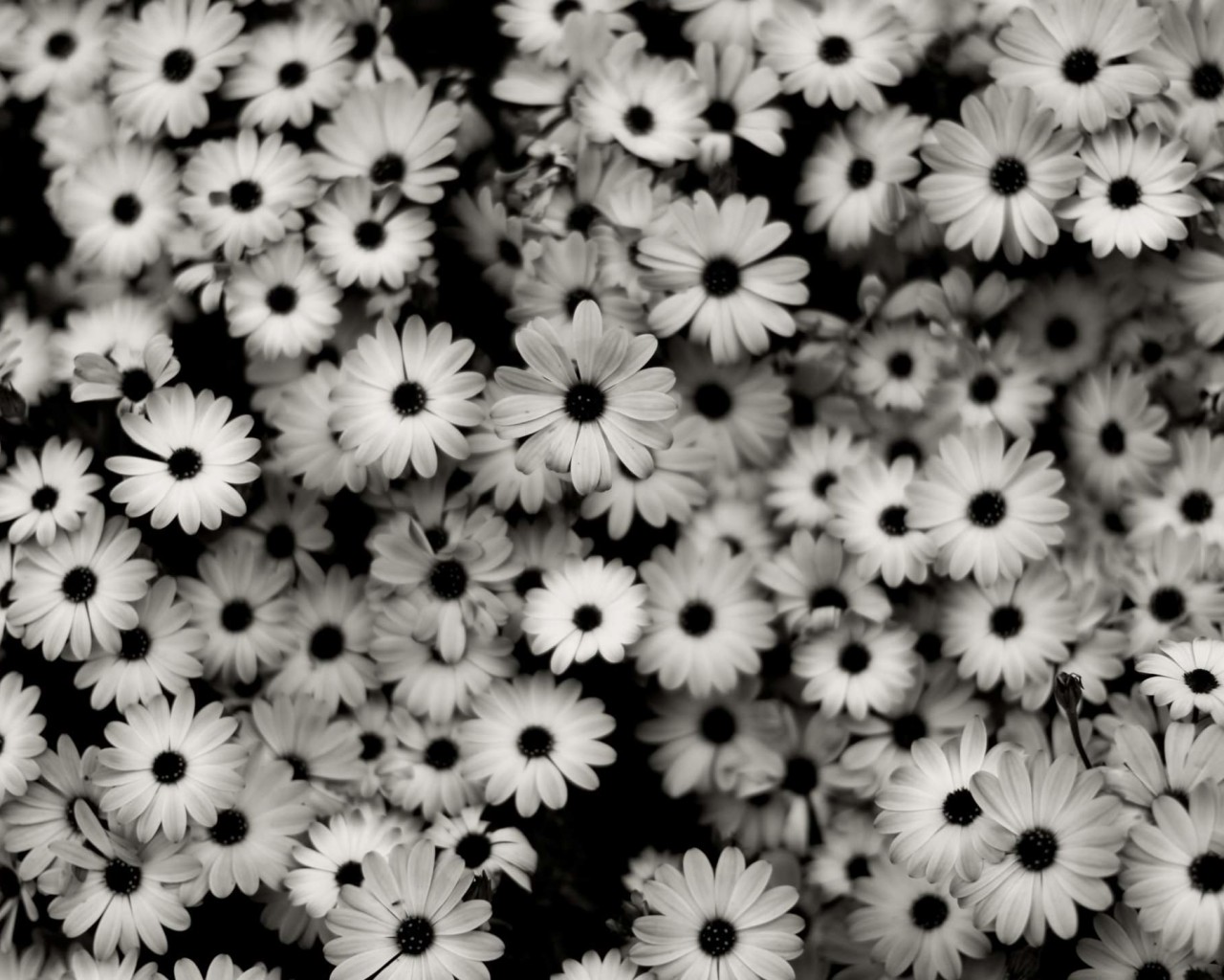 Black & White Daisies Wallpaper for Desktop 1280x1024
