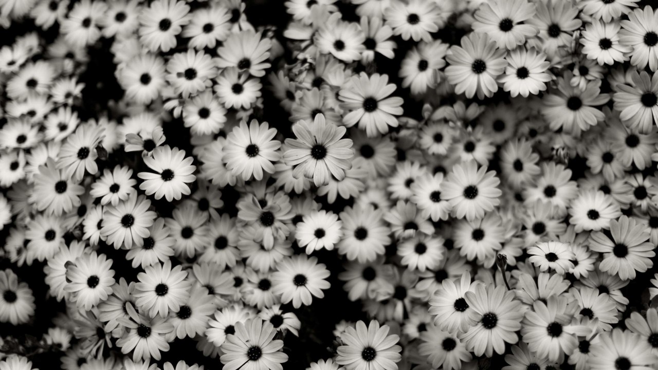 Black & White Daisies Wallpaper for Desktop 1280x720