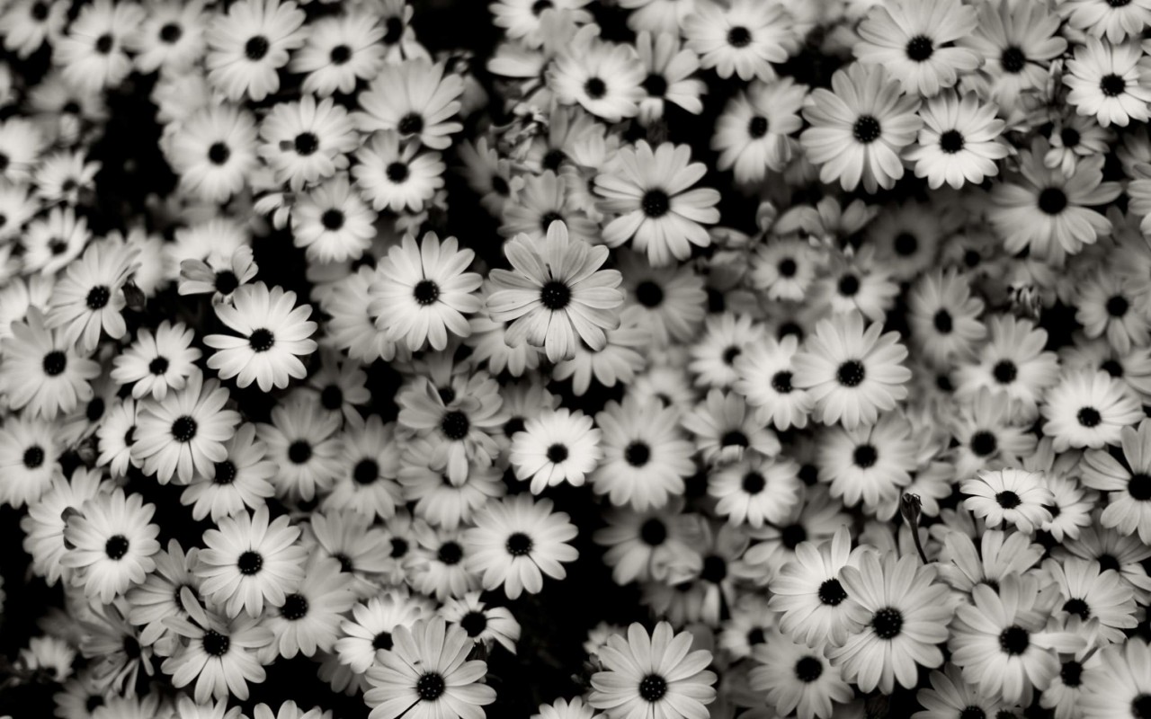 Black & White Daisies Wallpaper for Desktop 1280x800