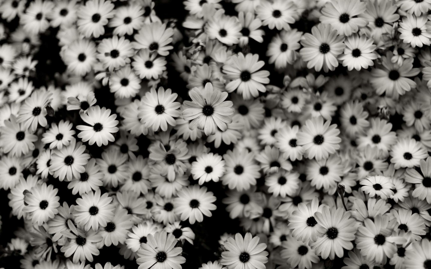 Black & White Daisies Wallpaper for Desktop 1440x900