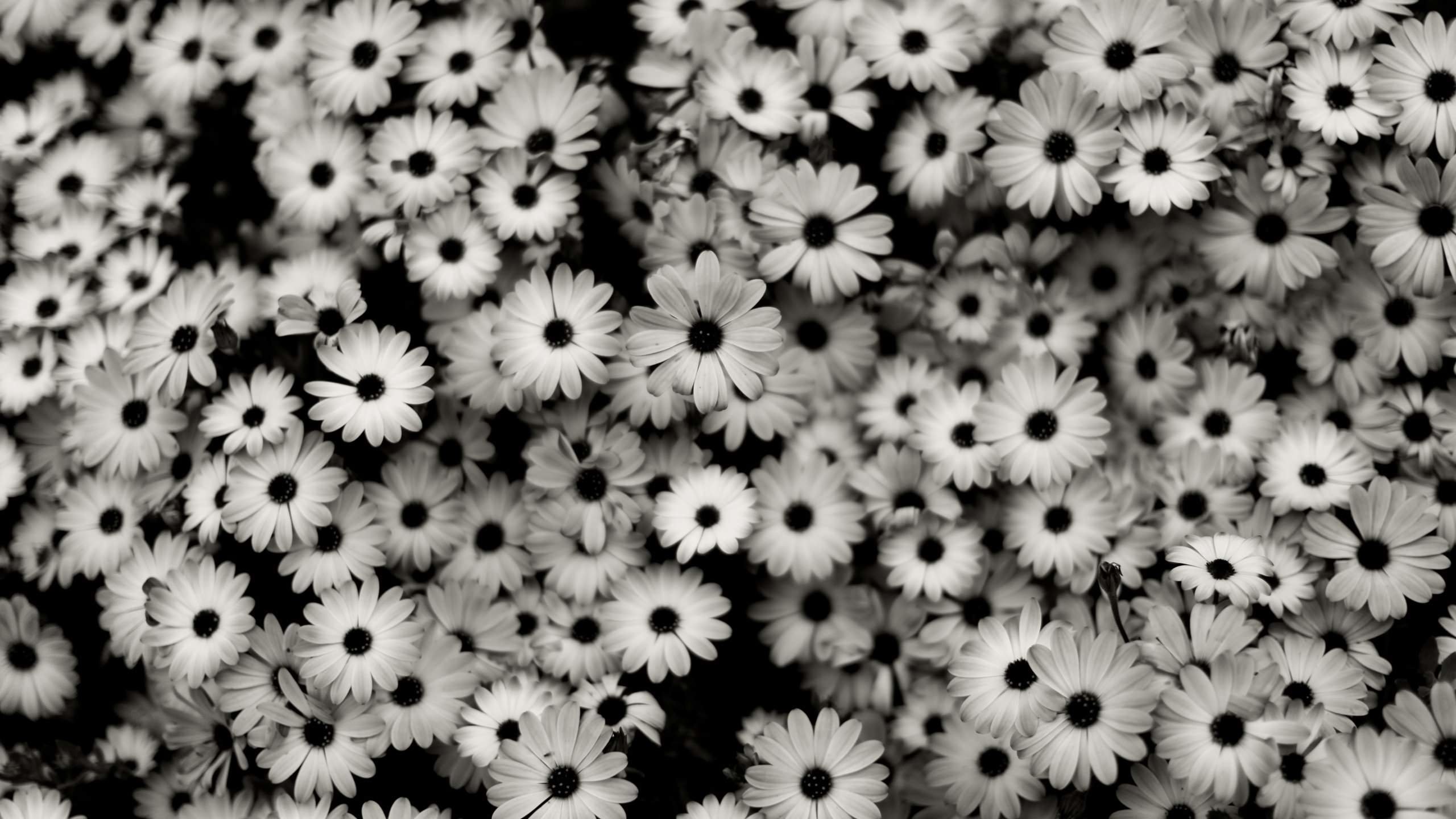 Black & White Daisies Wallpaper for Desktop 2560x1440