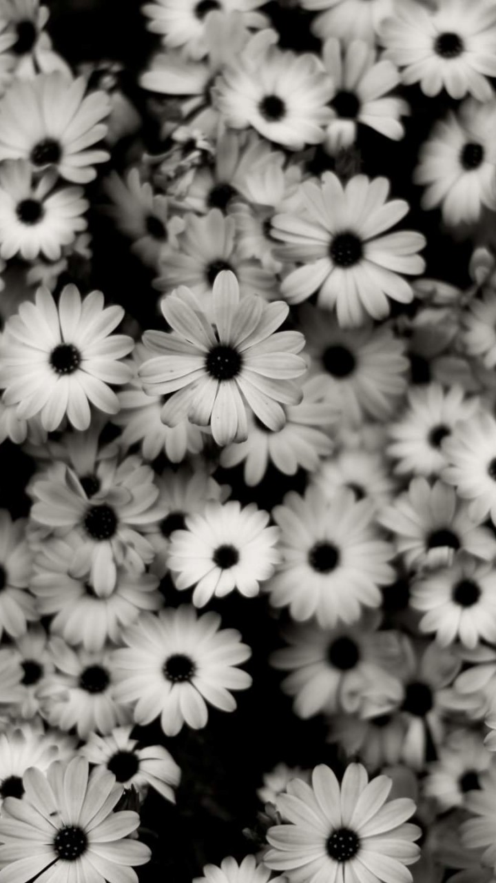 Black & White Daisies Wallpaper for SAMSUNG Galaxy Note 2