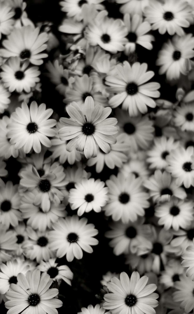 Black & White Daisies Wallpaper for Apple iPhone 4 / 4s