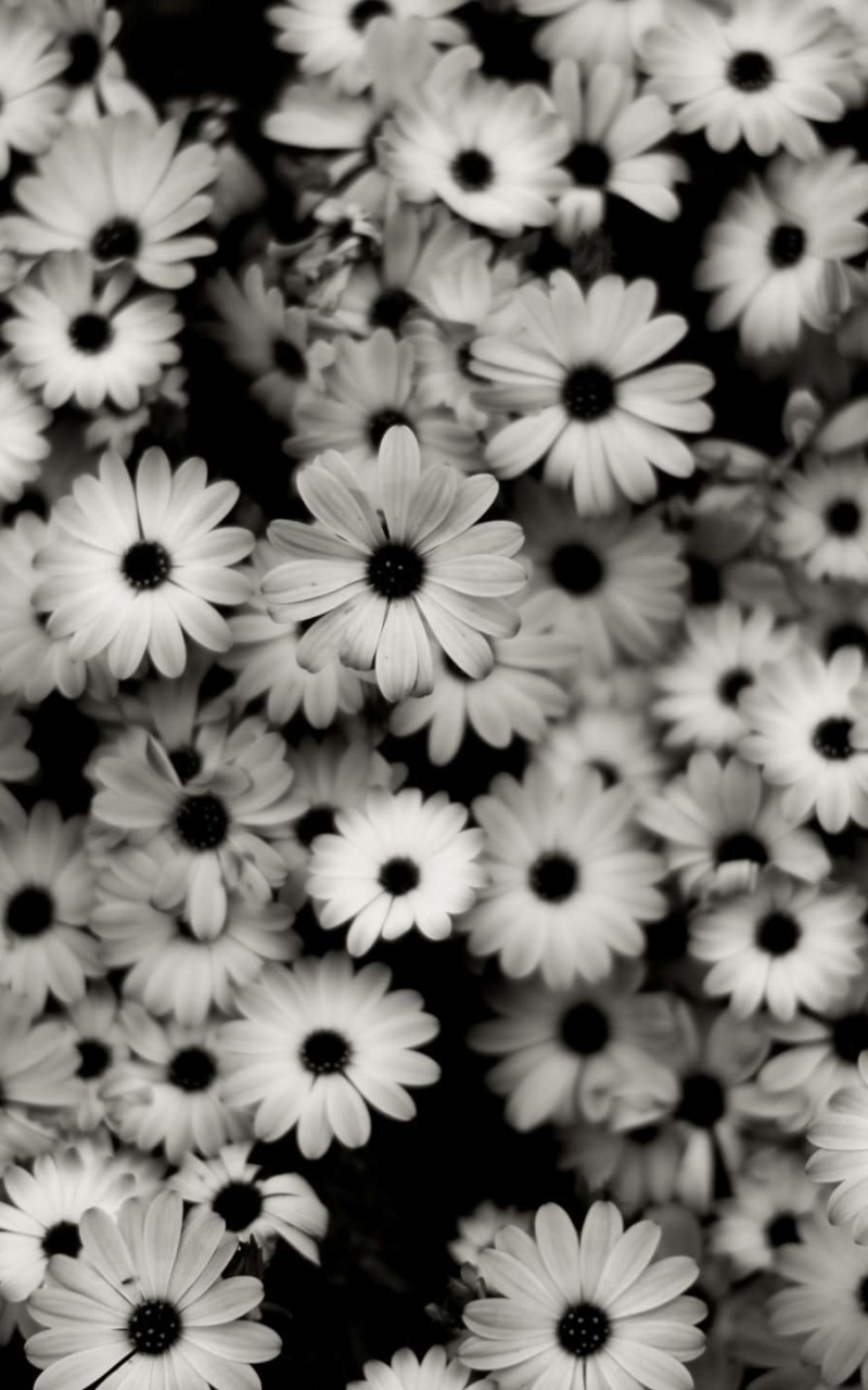 Black & White Daisies Wallpaper for Amazon Kindle Fire HD