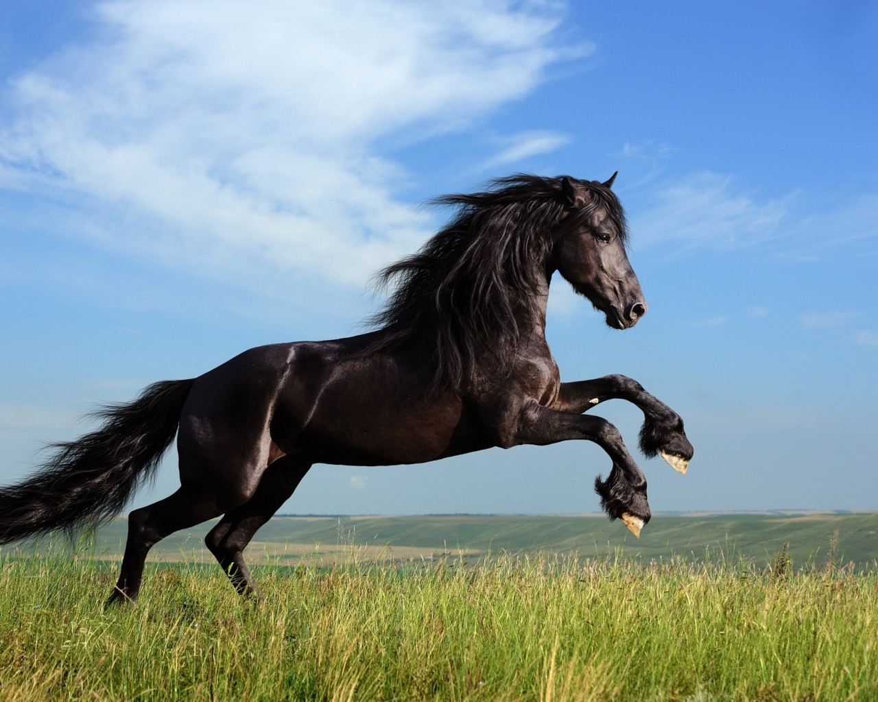 Black Horse Running Wallpaper for Desktop 1280x1024