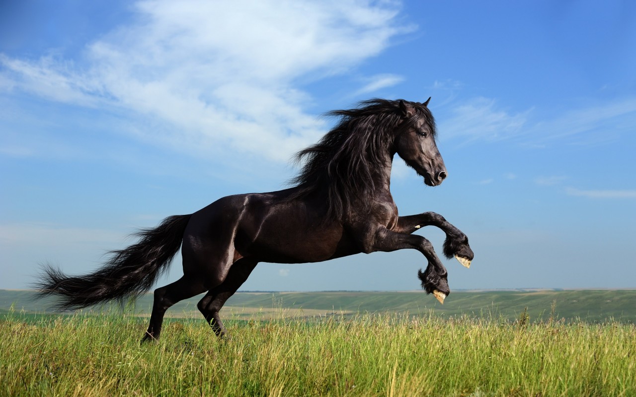 Black Horse Running Wallpaper for Desktop 1280x800