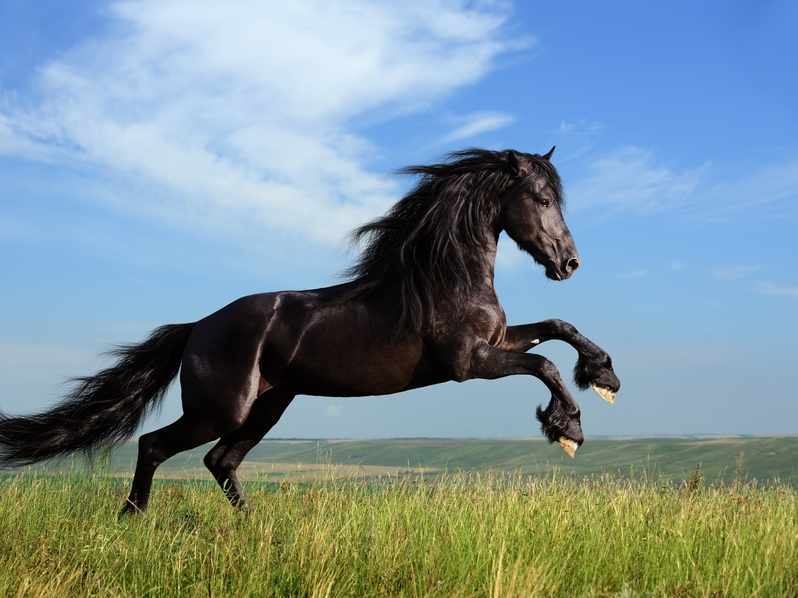 Black Horse Running Wallpaper for Desktop 1600x1200