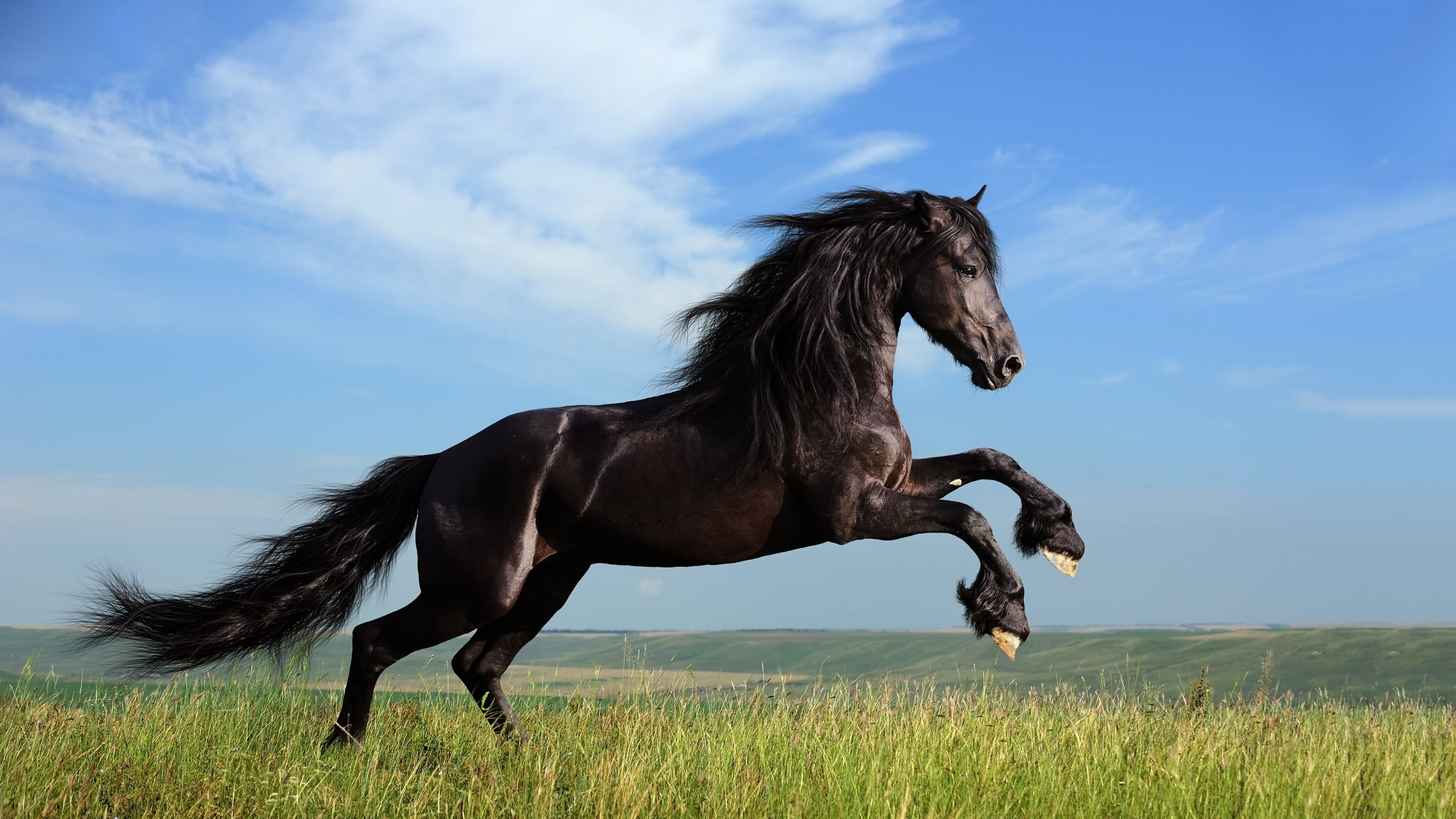 Black Horse Running Wallpaper for Desktop 4K 3840x2160