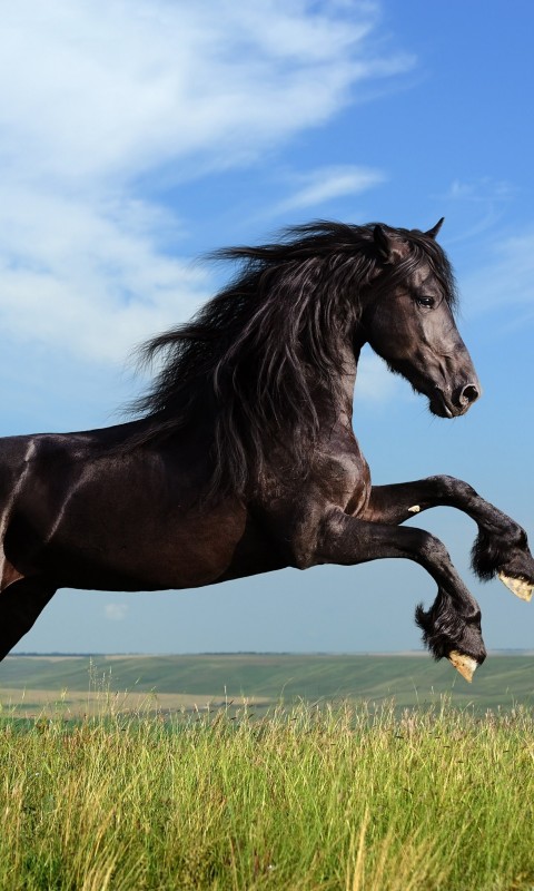 Black Horse Running Wallpaper for SAMSUNG Galaxy S3 Mini