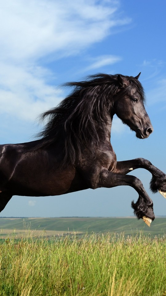 Black Horse Running Wallpaper for SAMSUNG Galaxy S4 Mini