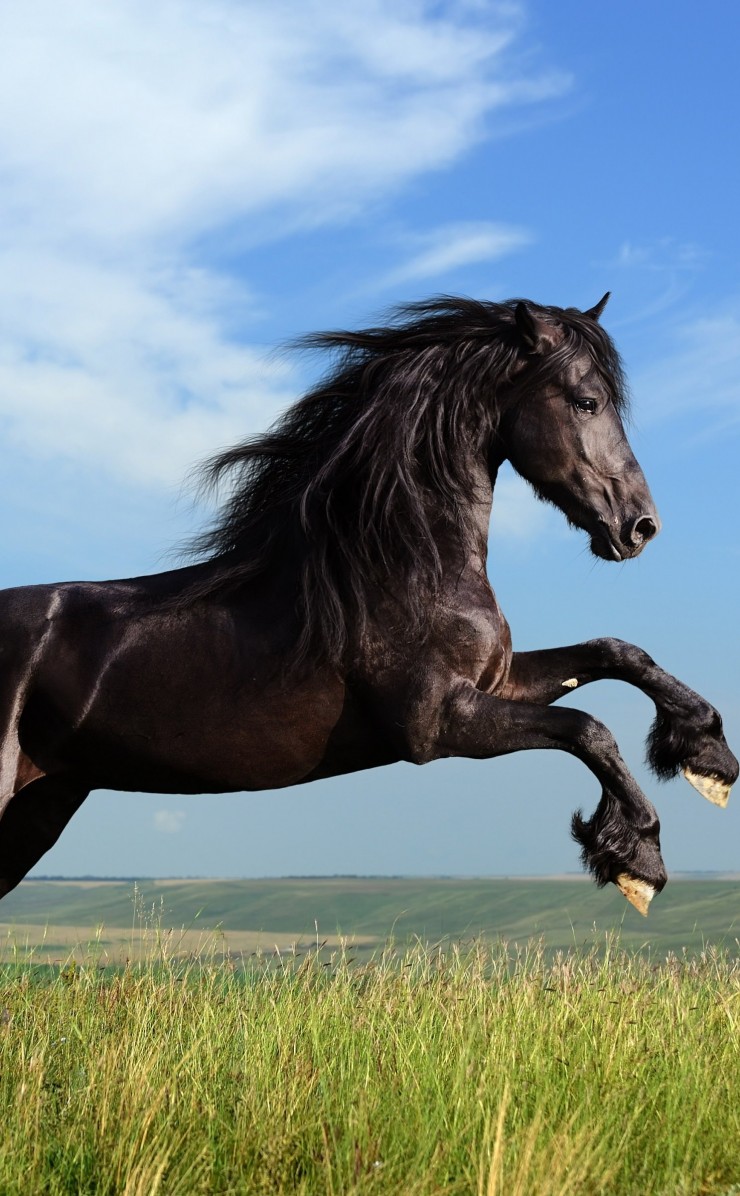 Black Horse Running Wallpaper for Apple iPhone 4 / 4s