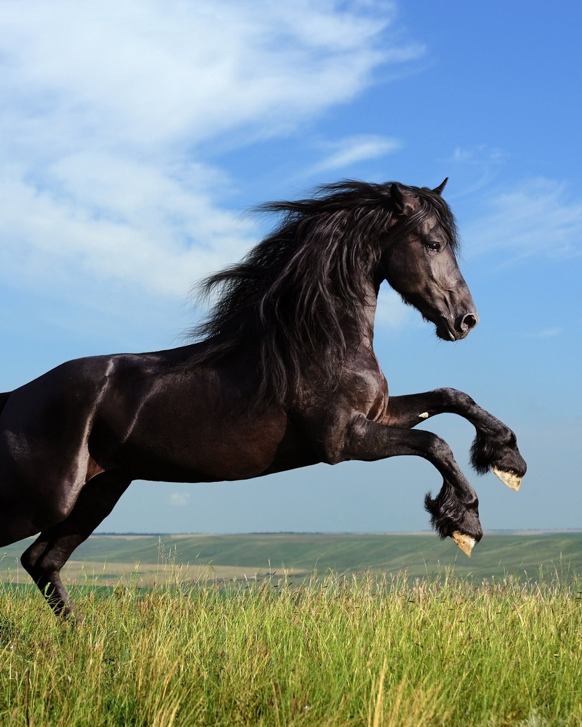 Black Horse Running Wallpaper for Google Nexus 7